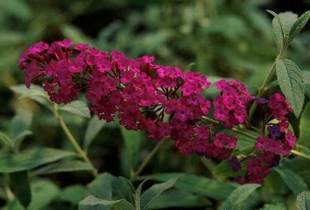 plantare Buddleja și îngrijire în câmp deschis, în special cultivarea (deschis) plantare Buddleja și de îngrijire în câmp deschis, în special cultivarea ei