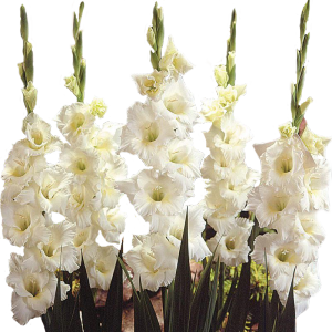 Buchet de gladiole, un buchet de flori (flori) Buchet de gladiole, buchet de flori