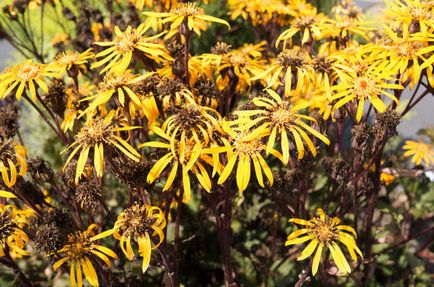 plantare Ligularia și îngrijire (uneltele Ligularia dentata) plantare și îngrijire Ligularia