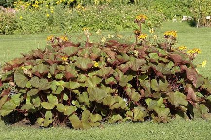 plantare Ligularia și îngrijire (Ligularia) plantare și îngrijire Ligularia