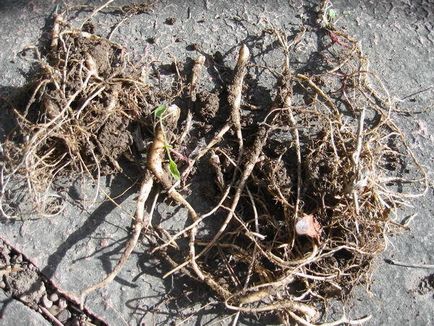 plantare Ligularia și îngrijire (Przewalski Ligularia przewalskii) plantare și îngrijire Ligularia