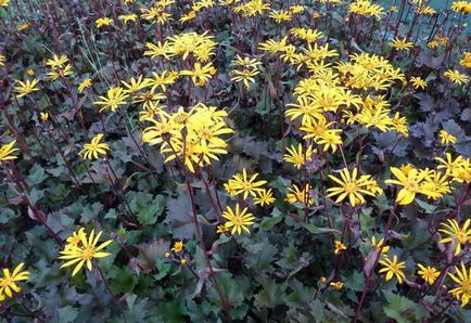 plantare Ligularia și îngrijire (îngrijire) plantare și îngrijire Ligularia
