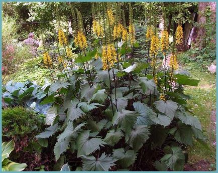 plantare Ligularia și de îngrijire în câmp deschis, specii și varietăți foto (de îngrijire) plantare Ligularia și de îngrijire în câmp deschis, specii și soiuri foto
