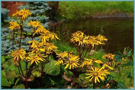plantare Ligularia și de îngrijire în câmp deschis, specii și varietăți foto (Ligularia) plantare Ligularia și de îngrijire în câmp deschis, specii și soiuri foto