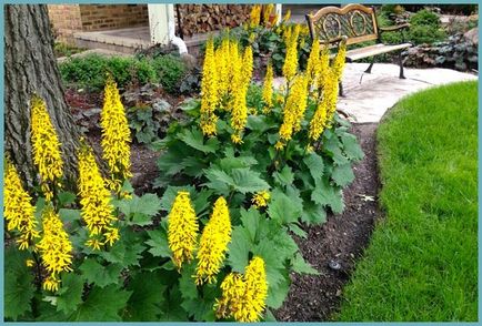 plantare Ligularia și îngrijire în câmp deschis, specii și soiuri (foto plantare Ligularia și de îngrijire în fotografie în aer liber) plantare Ligularia și de îngrijire în câmp deschis, specii și soiuri foto