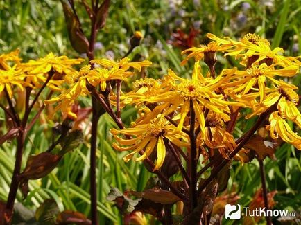 plantare Ligularia și îngrijirea ligulyariey (plantă) plantare Ligularia și îngrijirea ligulyariey