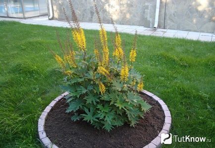 plantare Ligularia și îngrijirea ligulyariey (Ligularia) plantare Ligularia și îngrijirea ligulyariey