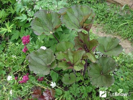plantare Ligularia și îngrijirea ligulyariey (ligulyariya) plantare Ligularia și îngrijirea ligulyariey