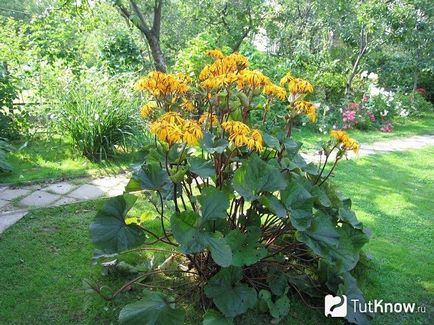 plantare Ligularia și îngrijirea ligulyariey (ligulyariya) plantare Ligularia și îngrijirea ligulyariey
