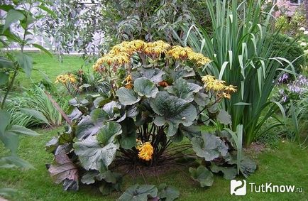 plantare Ligularia și îngrijirea ligulyariey (35-40 de zile este suficient) plantare Ligularia și îngrijirea ligulyariey