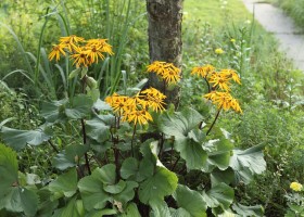 plantare Ligularia și îngrijirea ligulyariey (zile de iarna au venit destul de) plantare Ligularia și îngrijirea ligulyariey