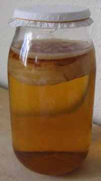 Kombucha (infuzie Kombucha) Kombucha