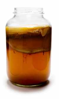 Kombucha (Kombucha ciuperci) Kombucha