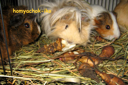 Ce să se hrănească un cobai cobai - cobai - editori - și de hamster (marin) Ce să se hrănească un cobai cobai - cobai - Editura - hamster și