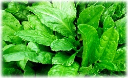 Pulverizare Sorrel Pest 1 (spray) Spray-ul Sorrel Pest 1