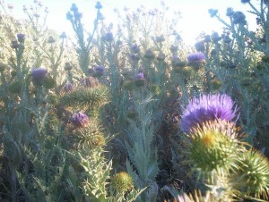 Ce bine scotland - jurnal de călătorie-( «Femeie» Scoția) Ce bine scotland - jurnal de călătorie-