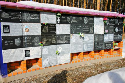 Ce se întâmplă dacă câinele mort sau o pisica (do) Ce se întâmplă dacă câinele mort sau pisica