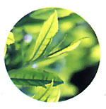 Ce este filtru catechina (filtru) Ce este filtru catechine