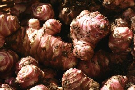 Care este topinambur și ce mănâncă (napi) Care este topinambur și ce mănâncă