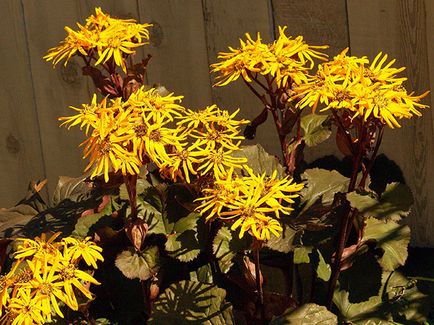 Ligularia flori - plantare și îngrijire, fotografie Ligularia, Ligularia în creștere în grădina din semințe; (Grad) Ligularia flori - plantare și îngrijire, fotografie Ligularia, Ligularia în creștere în grădina din semințe;