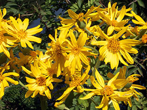 Ligularia flori - plantare și îngrijire, fotografie Ligularia, Ligularia în creștere în grădina din semințe; (Ligularia) Ligularia flori - plantare și îngrijire, fotografie Ligularia, Ligularia în creștere în grădina din semințe;