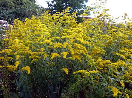 Ligularia flori - plantare și îngrijire, fotografie Ligularia, Ligularia în creștere în grădina din semințe; (Destinație) Ligularia flori - plantare și îngrijire, fotografie Ligularia, Ligularia în creștere în grădina din semințe;
