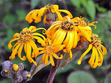 Ligularia flori - plantare și îngrijire, fotografie Ligularia, Ligularia în creștere în grădina din semințe; (Ligularia) Ligularia flori - plantare și îngrijire, fotografie Ligularia, Ligularia în creștere în grădina din semințe;