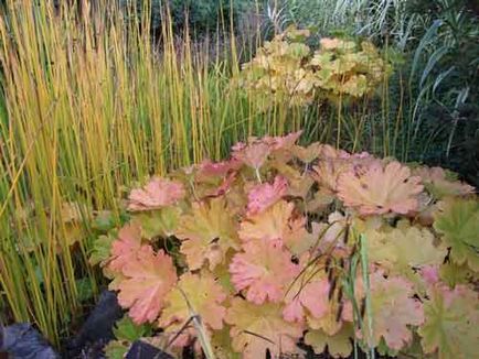 plantare Darmera și de îngrijire, specii și soiuri, fotografie (reproducerea darmera) plantare Darmera și de îngrijire, specii și varietăți, fotografii