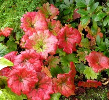Darmera de plantare și îngrijire în câmp deschis (în aer liber) Darmera de plantare și îngrijire în câmp deschis