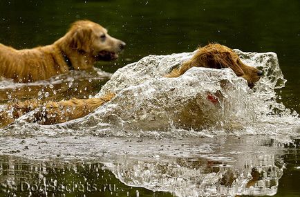 Formarea Golden Retriever 1 (formare de aur retriever) Formarea golden retriever 1