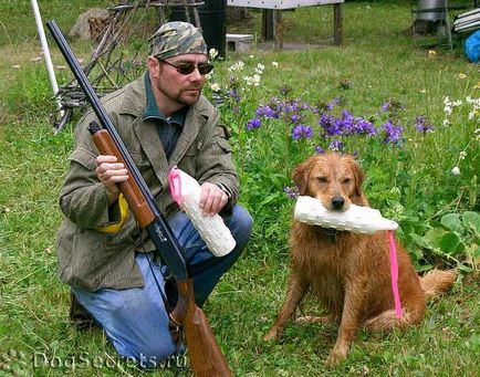 Antrenarea aur retriever 1 (Golden Retriever) Formarea golden retriever 1