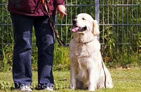 Antrenarea aur retriever 1 (Golden Retriever) Formarea golden retriever 1