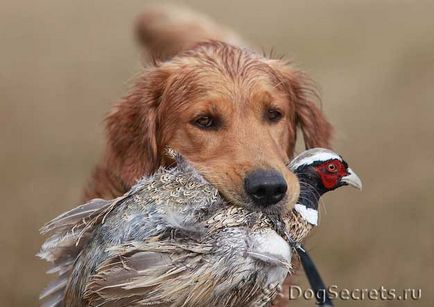 Formarea Golden Retriever 1 (formare de aur retriever) Formarea golden retriever 1
