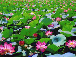 Plant Enciclopedia de lotus (înflorit lotus) Lotus Plant Enciclopedia