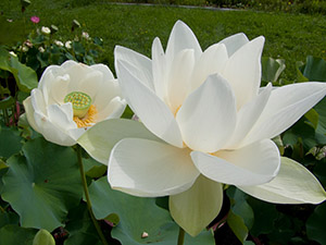 Plant Enciclopedia Lotus (lotus sacru) Lotus Plant Enciclopedia