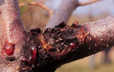 defectele naturale din lemn (foto, descriere) (defecte) defectele naturale din lemn (foto, descriere)