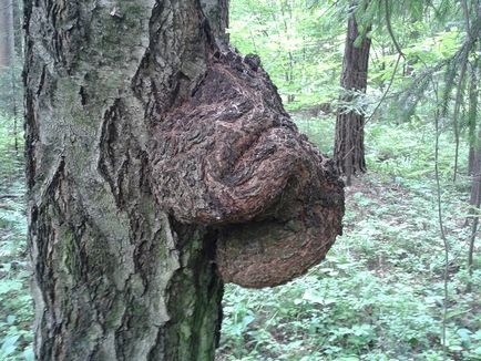 defectele naturale din lemn (foto, descriere) (defecte) defectele naturale din lemn (foto, descriere)