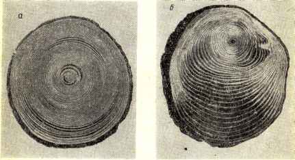 defecte din lemn natural (fotografii, descriere) (lemn rotund cherestea) defectele naturale din lemn (foto, descriere)