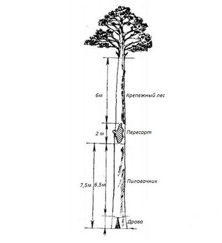 defecte din lemn natural (fotografii, descriere) (lemn) defectele naturale din lemn (foto, descriere)