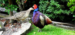 Fazan fotografie și principalele caracteristici ale acestui mediu de păsări, habitat și de nutriție (păsări) Fazan fotografie și principalele caracteristici ale acestei păsări, habitat și de nutriție între