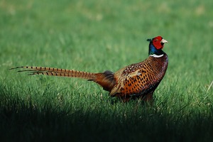 Fazan fotografie și principalele caracteristici ale acestui mediu de păsări, habitat și de nutriție (păsări) Fazan fotografie și principalele caracteristici ale acestei păsări, habitat și de nutriție între