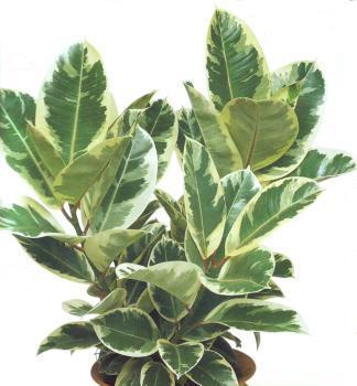 Ficus elastica (ficus) Ficus elastica