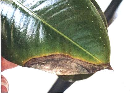 Ficus elastica (elastica) Ficus elastica