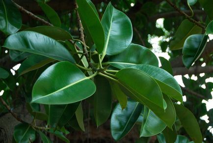Ficus Elastica acasă, reproducere, boală (condiții) Ficus Elastica acasă, reproducere, boala