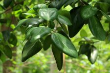 Ficus Tineke fotografie, de îngrijire la domiciliu (Teaneck) Ficus Tineke fotografie, de îngrijire la domiciliu