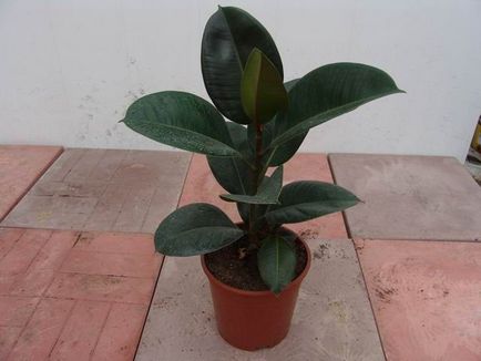 Ficus în semne de casa (Ficus) Ficus în semnele casa