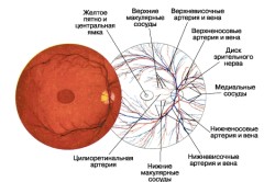 retinopatiei (retinopatie) retinopatiei