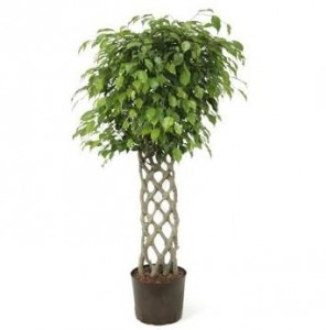 Formarea de plante - ghivece cu plante (plante) Formarea de plante - pateu plante