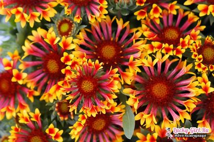 plantare Gaillardia și îngrijire (Gaillardia) plantare și îngrijire Gaillardia