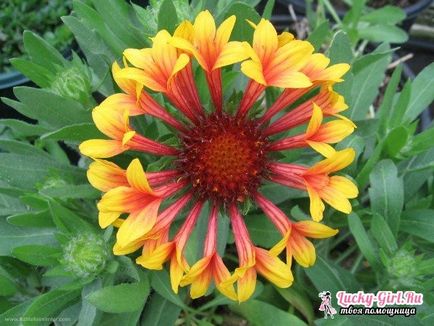 plantare Gaillardia și îngrijire (îngrijire) plantare și îngrijire Gaillardia